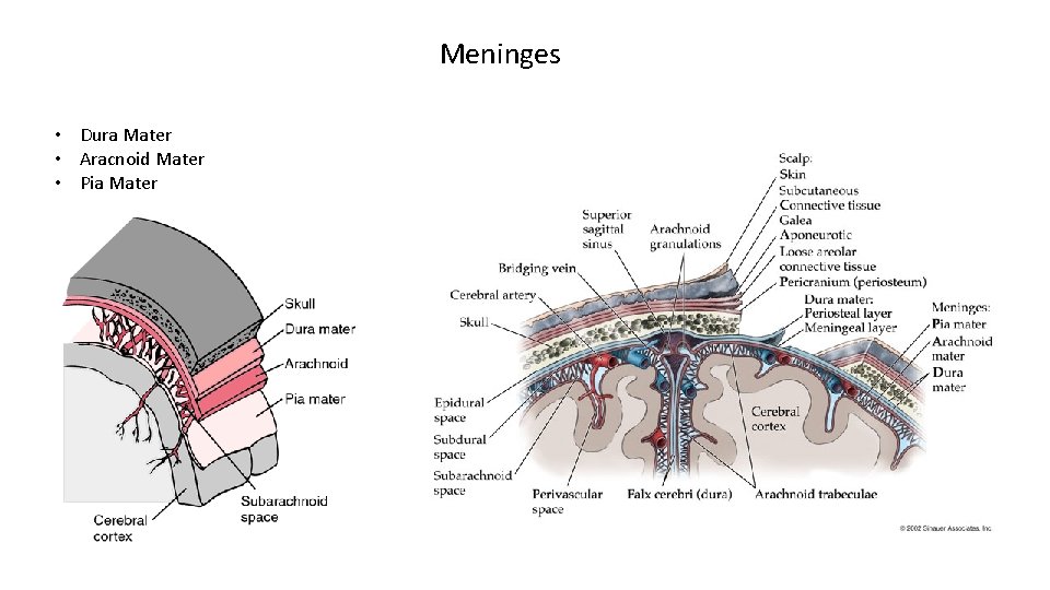 Meninges • Dura Mater • Aracnoid Mater • Pia Mater 