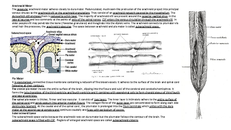Arachnoid Mater The avascular arachnoid mater adheres closely to dura mater. Pedunculated, mushroom-like protrusion