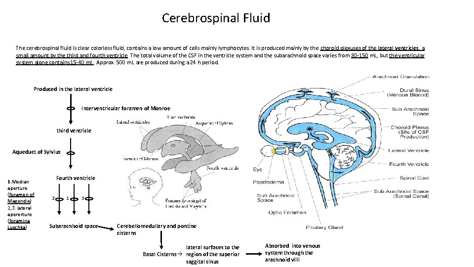 Cerebrospinal Fluid The cerebrospinal fluid is clear colorless fluid, contains a low amount of