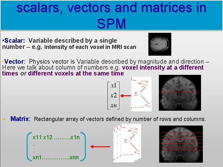 scalars, vectors and matrices in SPM • Scalar: Variable described by a single number