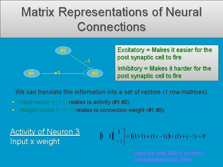Matrix Representations of Neural Connections Excitatory = Makes it easier for the post synaptic