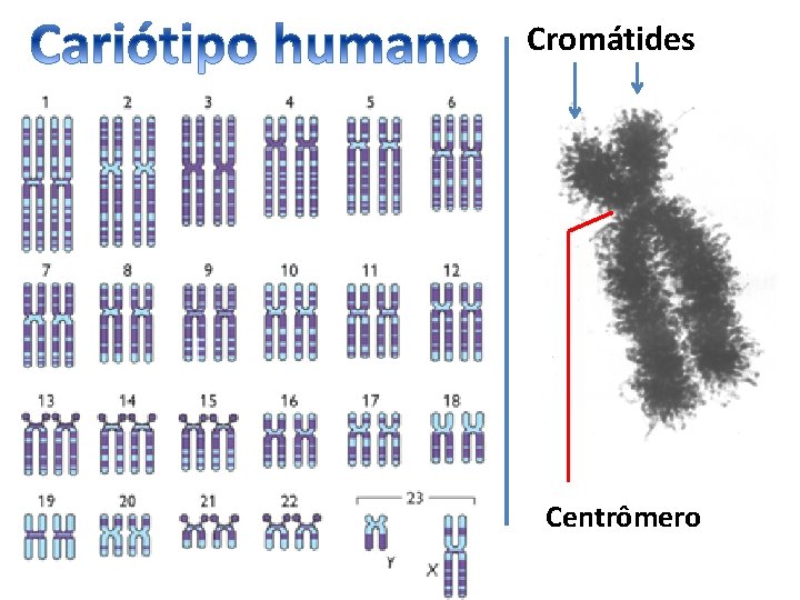 Cromátides Centrômero 