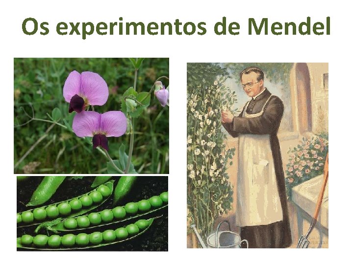 Os experimentos de Mendel 