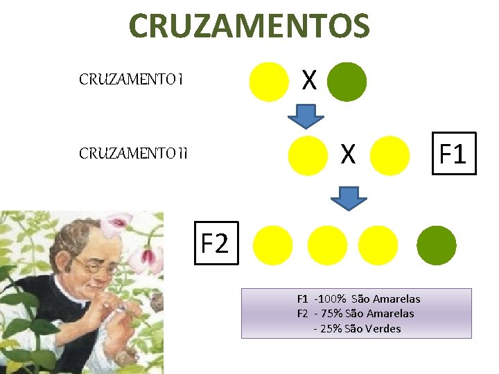 CRUZAMENTOS X CRUZAMENTO II F 2 F 1 -100% São Amarelas F 2 -