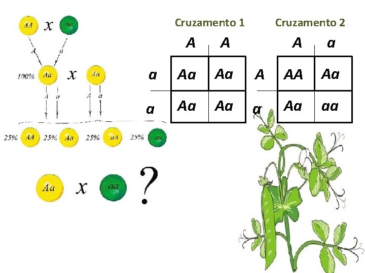 Cruzamento 1 A A a Aa Aa Cruzamento 2 A a A AA Aa