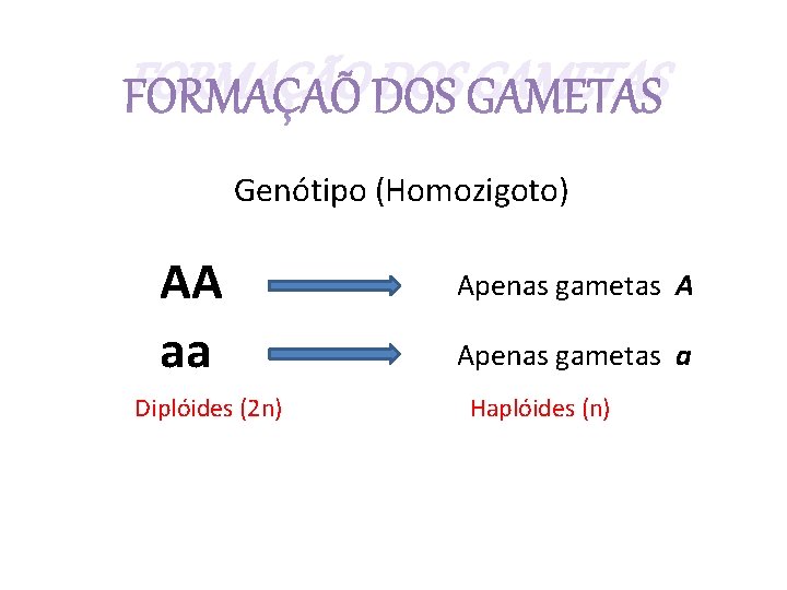 FORMAÇÃO DOS GAMETAS Genótipo (Homozigoto) AA aa Diplóides (2 n) Apenas gametas A Apenas