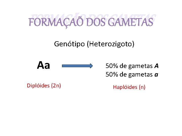 FORMAÇÃO DOS GAMETAS Genótipo (Heterozigoto) Aa Diplóides (2 n) 50% de gametas A 50%