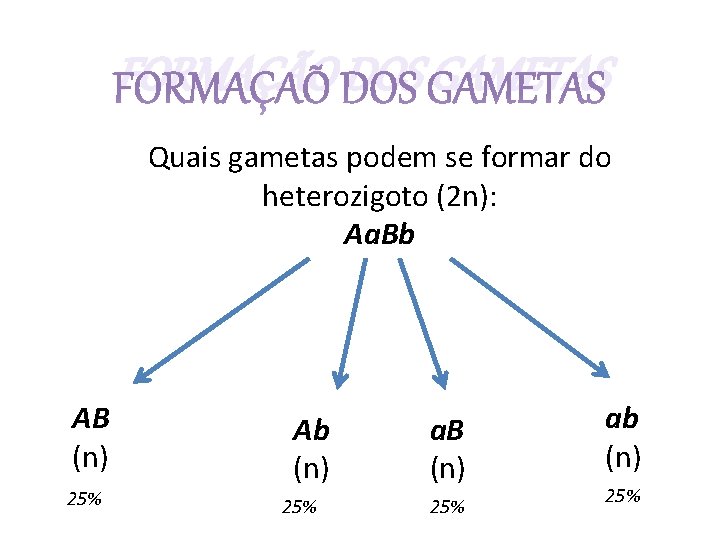 FORMAÇÃO DOS GAMETAS Quais gametas podem se formar do heterozigoto (2 n): Aa. Bb