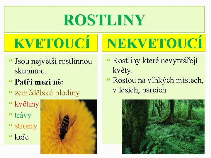 ROSTLINY KVETOUCÍ NEKVETOUCÍ Jsou největší rostlinnou skupinou. Patří mezi ně: zemědělské plodiny květiny trávy