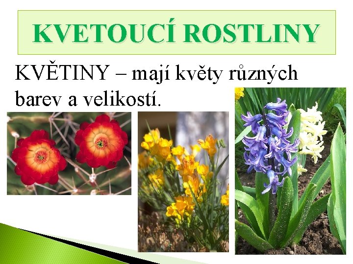 KVETOUCÍ ROSTLINY KVĚTINY – mají květy různých barev a velikostí. 