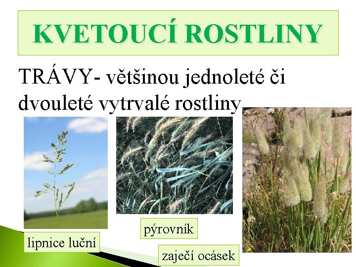 KVETOUCÍ ROSTLINY TRÁVY- většinou jednoleté či dvouleté vytrvalé rostliny lipnice luční pýrovník zaječí ocásek