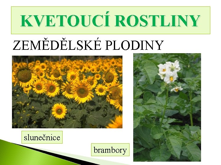 KVETOUCÍ ROSTLINY ZEMĚDĚLSKÉ PLODINY slunečnice brambory 
