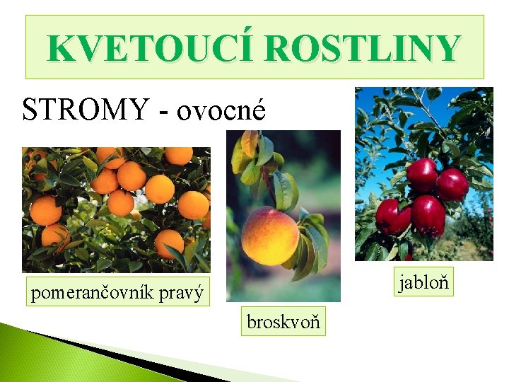 KVETOUCÍ ROSTLINY STROMY - ovocné jabloň pomerančovník pravý broskvoň 