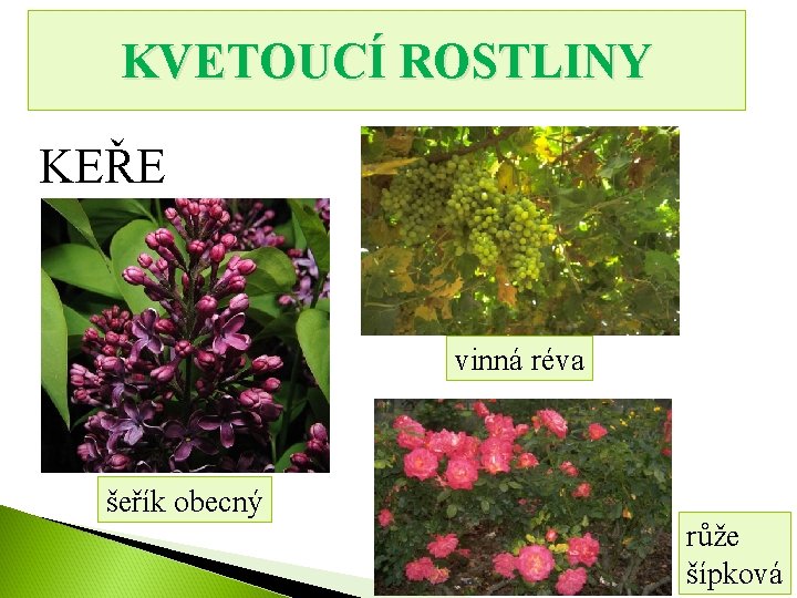 KVETOUCÍ ROSTLINY KEŘE vinná réva šeřík obecný růže šípková 