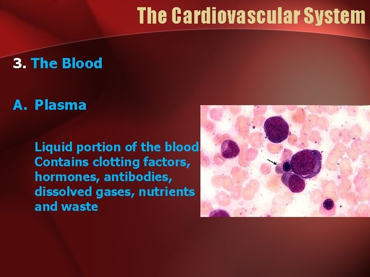 The Cardiovascular System 3. The Blood A. Plasma Liquid portion of the blood. Contains