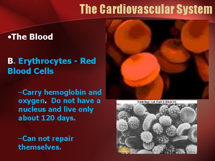 The Cardiovascular System • The Blood B. Erythrocytes - Red Blood Cells –Carry hemoglobin