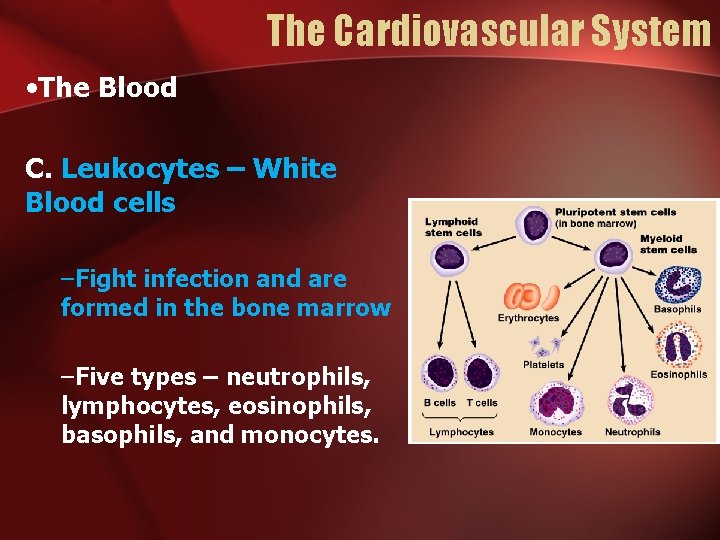 The Cardiovascular System • The Blood C. Leukocytes – White Blood cells –Fight infection