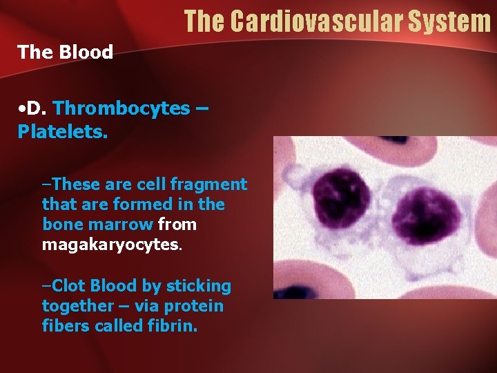 The Cardiovascular System The Blood • D. Thrombocytes – Platelets. –These are cell fragment