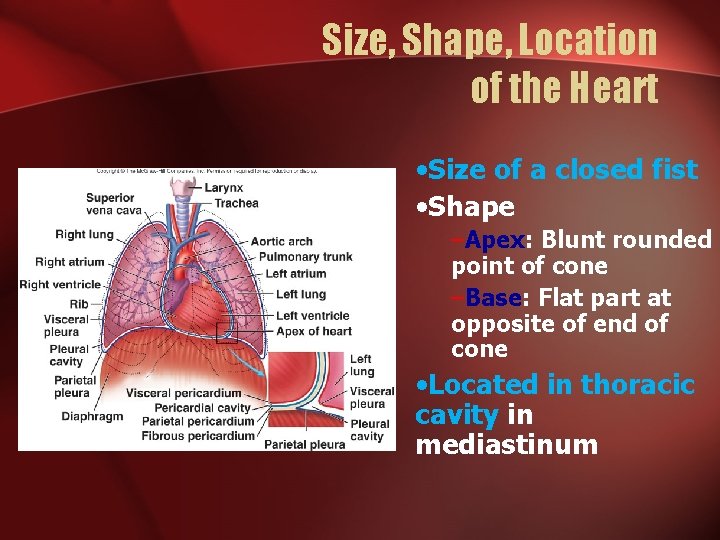 Size, Shape, Location of the Heart • Size of a closed fist • Shape Size, Shape, Location of the Heart • Size of a closed fist • Shape