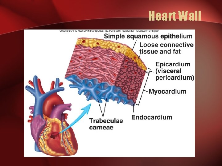 Heart Wall  Heart Wall