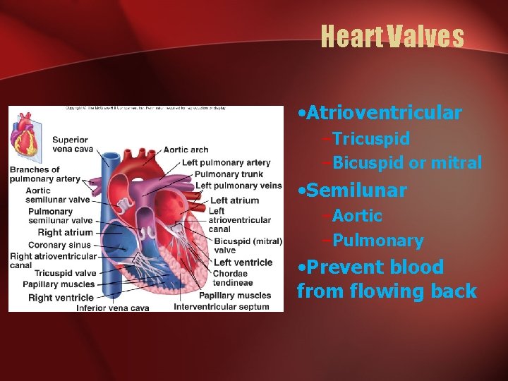 Heart Valves • Atrioventricular –Tricuspid –Bicuspid or mitral • Semilunar –Aortic –Pulmonary • Prevent Heart Valves • Atrioventricular –Tricuspid –Bicuspid or mitral • Semilunar –Aortic –Pulmonary • Prevent