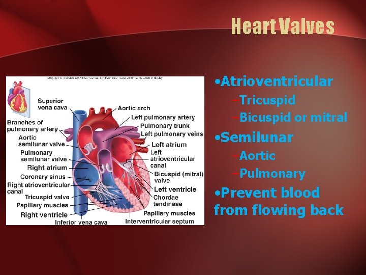 Heart Valves • Atrioventricular –Tricuspid –Bicuspid or mitral • Semilunar –Aortic –Pulmonary • Prevent