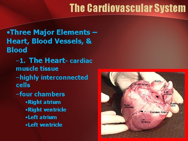 The Cardiovascular System • Three Major Elements – Heart, Blood Vessels, & Blood –