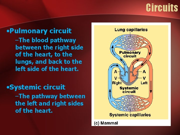 Circuits • Pulmonary circuit –The blood pathway between the right side of the heart,