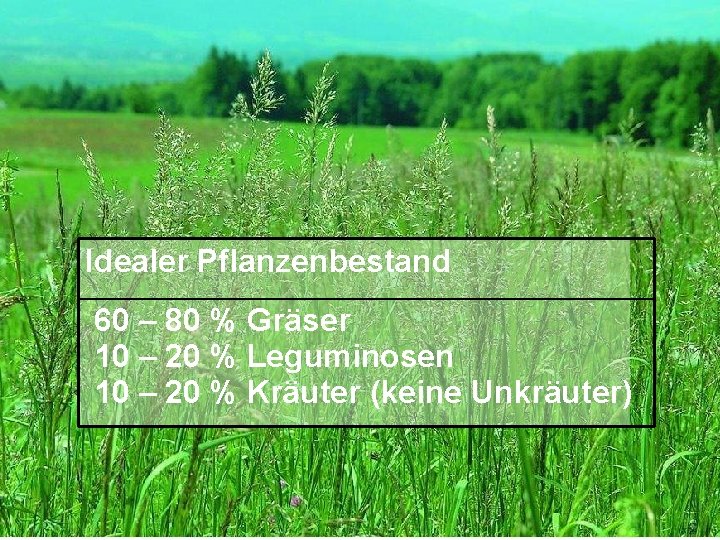 Idealer Pflanzenbestand 60 – 80 % Gräser 10 – 20 % Leguminosen 10 –