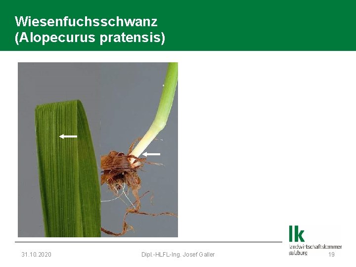 Wiesenfuchsschwanz (Alopecurus pratensis) 31. 10. 2020 Dipl. -HLFL-Ing. Josef Galler 19 