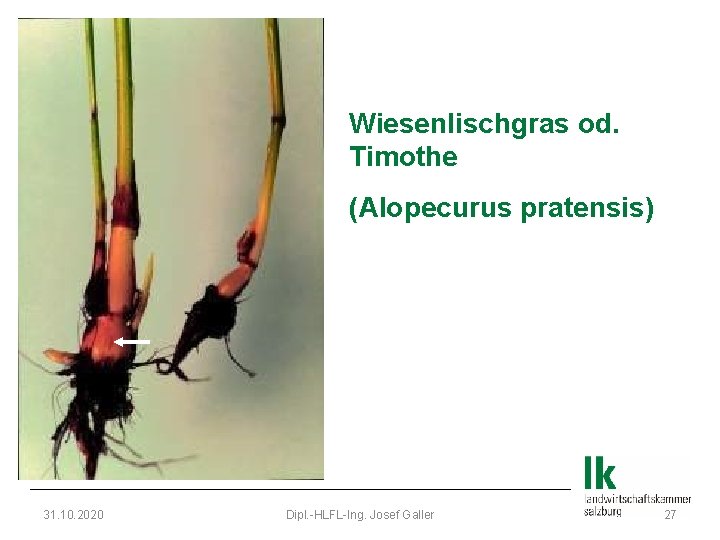 Wiesenlischgras od. Timothe (Alopecurus pratensis) 31. 10. 2020 Dipl. -HLFL-Ing. Josef Galler 27 