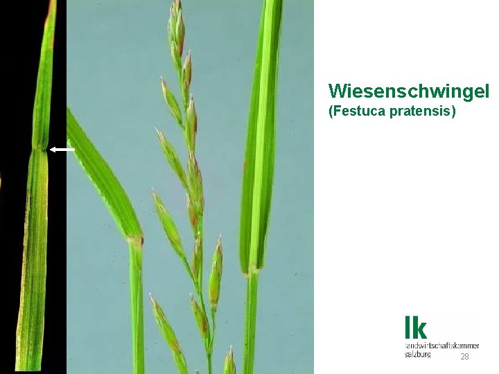 Wiesenschwingel (Festuca pratensis) Dipl. -HLFL-Ing. Josef Galler 28 