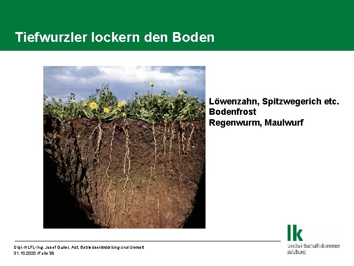 Tiefwurzler lockern den Boden Löwenzahn, Spitzwegerich etc. Bodenfrost Regenwurm, Maulwurf Dipl. -HLFL-Ing. Josef Galler,