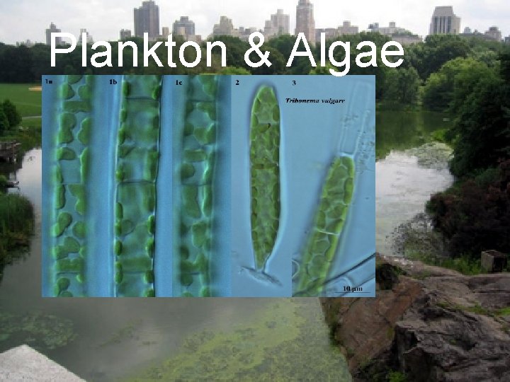 Plankton & Algae 