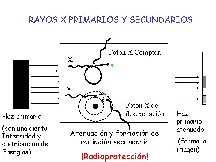 RAYOS X PRIMARIOS Y SECUNDARIOS X Fotón X Compton X Haz primario (con una