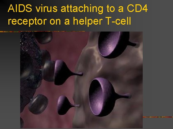 AIDS virus attaching to a CD 4 receptor on a helper T-cell 