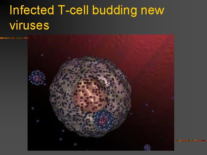Infected T-cell budding new viruses 