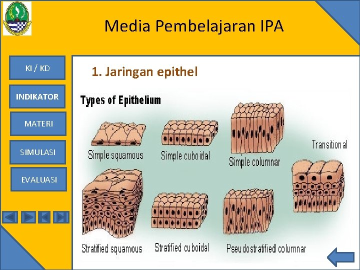 Media Pembelajaran IPA KI / KD INDIKATOR MATERI SIMULASI EVALUASI 1. Jaringan epithel 