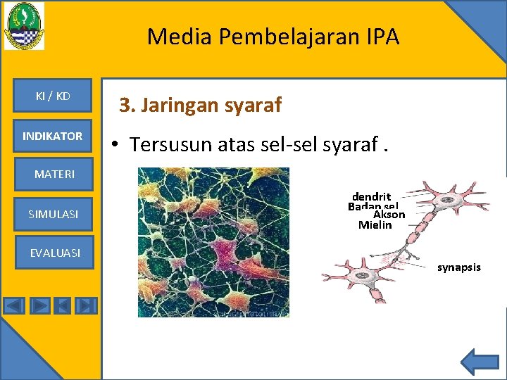 Media Pembelajaran IPA KI / KD INDIKATOR 3. Jaringan syaraf • Tersusun atas sel-sel