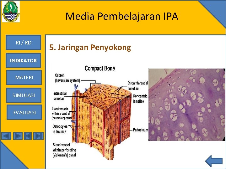 Media Pembelajaran IPA KI / KD INDIKATOR MATERI SIMULASI EVALUASI 5. Jaringan Penyokong 