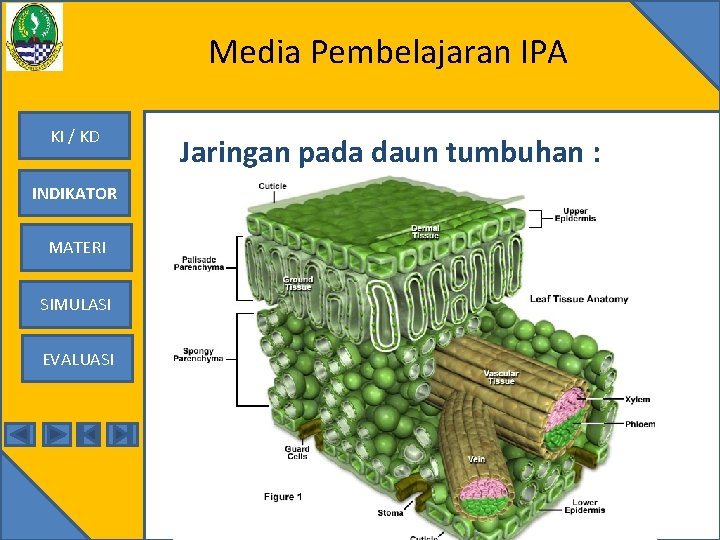 Media Pembelajaran IPA KI / KD INDIKATOR MATERI SIMULASI EVALUASI Jaringan pada daun tumbuhan