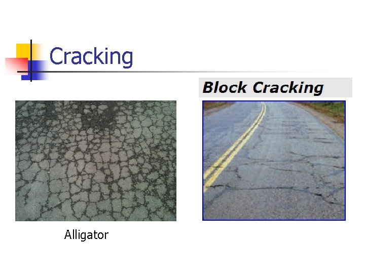 Cracking Alligator 