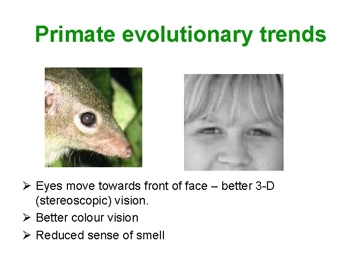Primate evolutionary trends Ø Eyes move towards front of face – better 3 -D