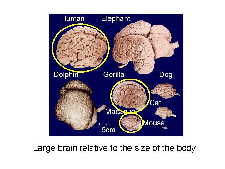 Large brain relative to the size of the body 