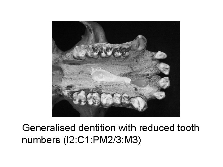Generalised dentition with reduced tooth numbers (I 2: C 1: PM 2/3: M 3)