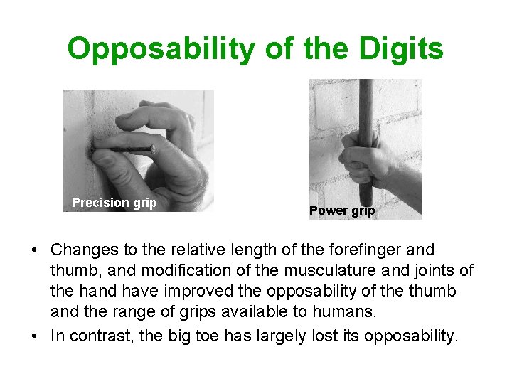 Opposability of the Digits Precision grip Power grip • Changes to the relative length