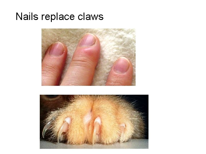 Nails replace claws 