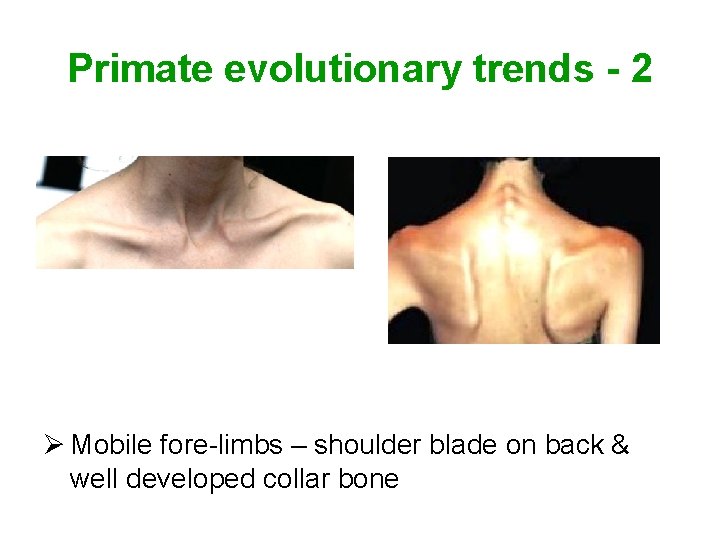 Primate evolutionary trends - 2 Ø Mobile fore-limbs – shoulder blade on back &