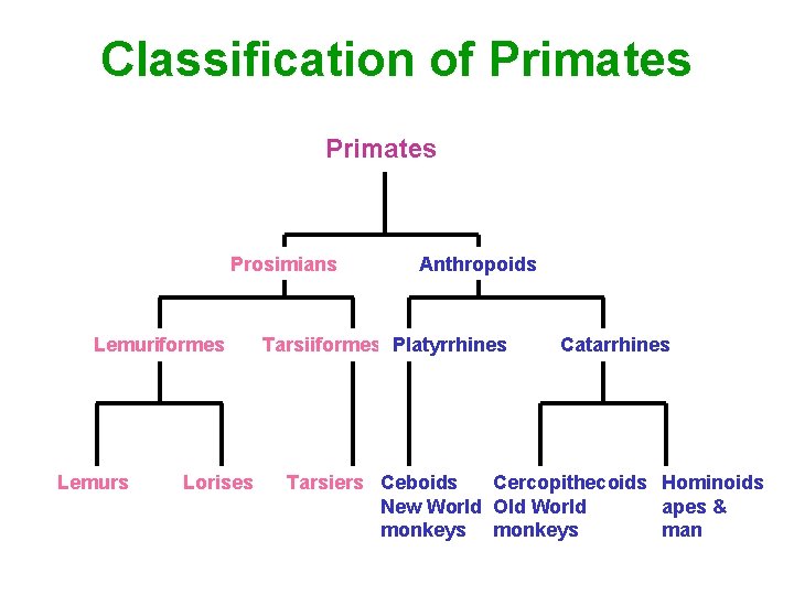 Classification of Primates Prosimians Lemuriformes Lemurs Lorises Anthropoids Tarsiiformes Platyrrhines Catarrhines Tarsiers Ceboids Cercopithecoids