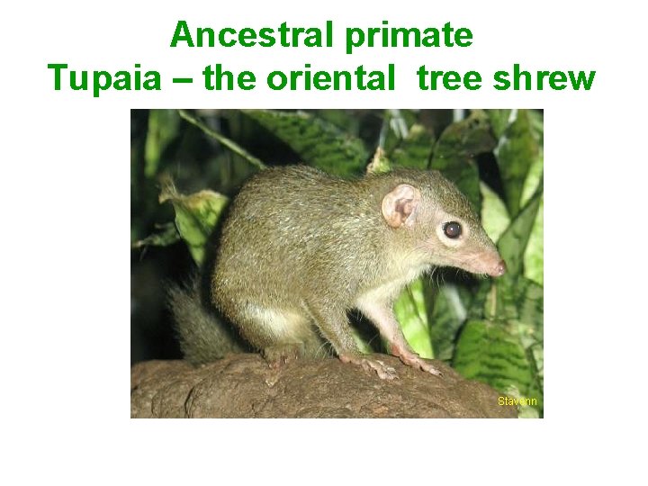 Ancestral primate Tupaia – the oriental tree shrew Stavenn 